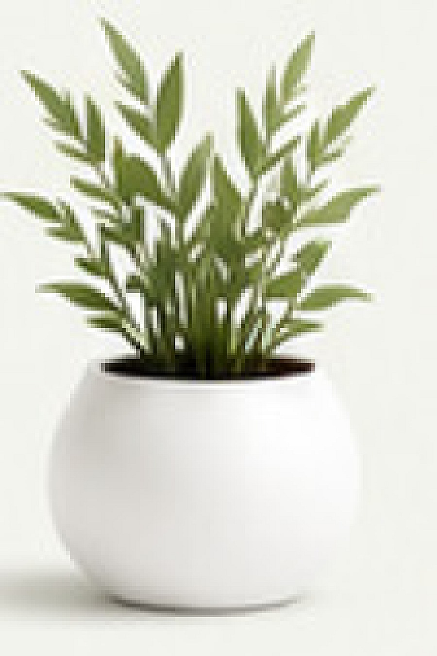 Green plant in a white pot